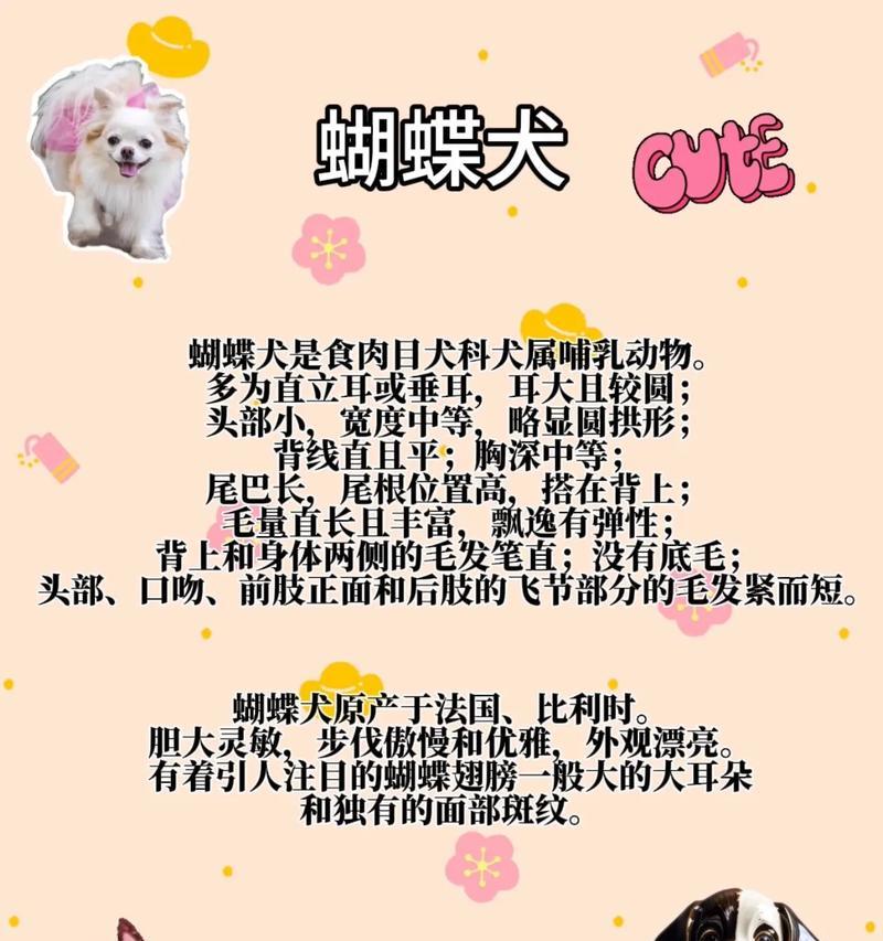 蝴蝶犬取名有哪些好听的建议？