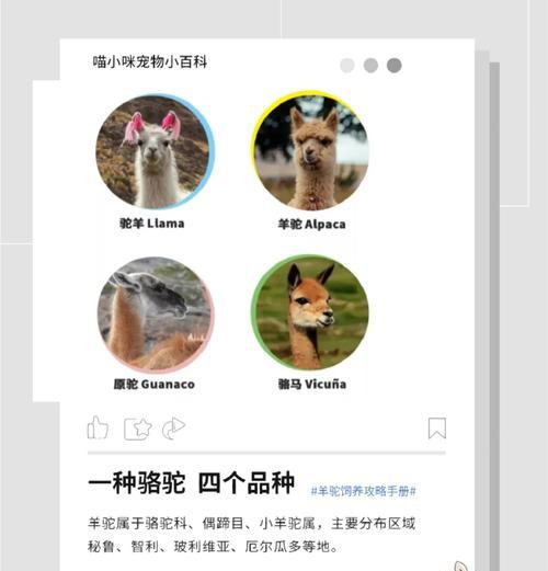 羊驼在家如何正确填充脂肪？