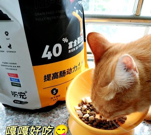 换新猫粮导致拉稀怎么办？需要给猫咪吃什么药？