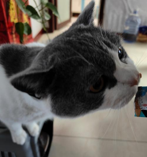 猫咪偏爱吃小青菜不吃猫粮怎么办？有哪些解决办法？