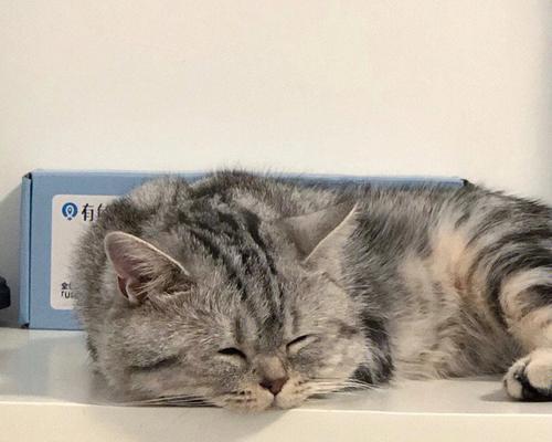 小猫吃猫粮眯眼是正常现象吗？