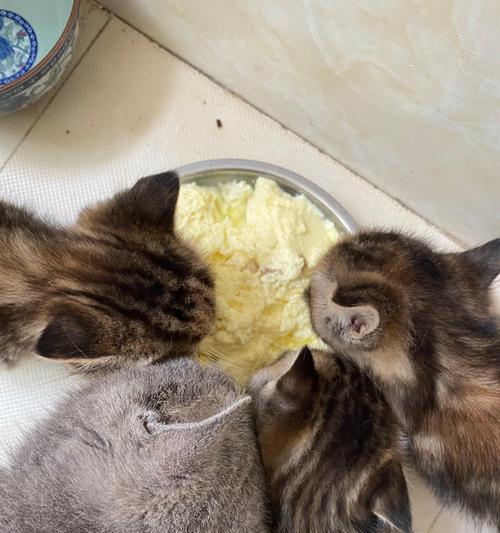 小猫吃猫粮眯眼是正常现象吗？