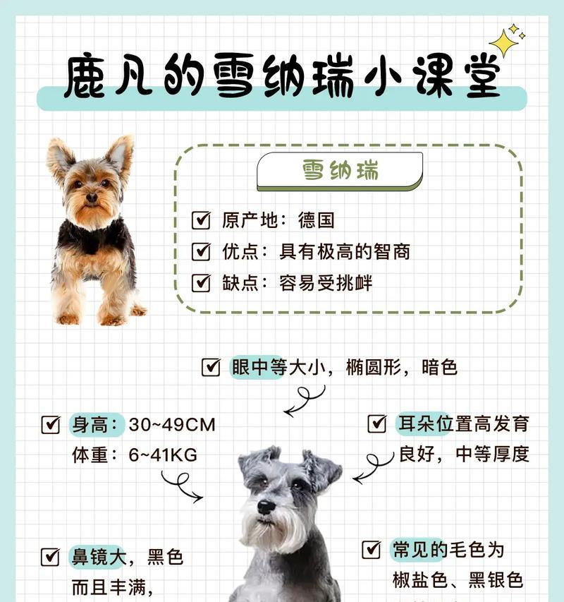 品种好的雪纳瑞价格是多少？购买时应该注意哪些因素？