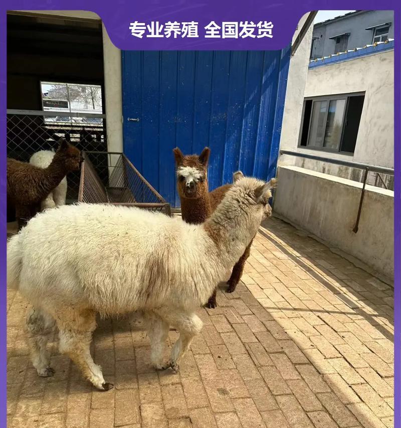 滨州羊驼的当前价格是多少？购买时应注意什么？