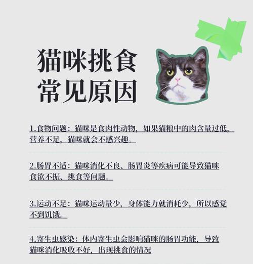 猫咪带东西吃猫粮却无排泄怎么办？有效方法是什么？