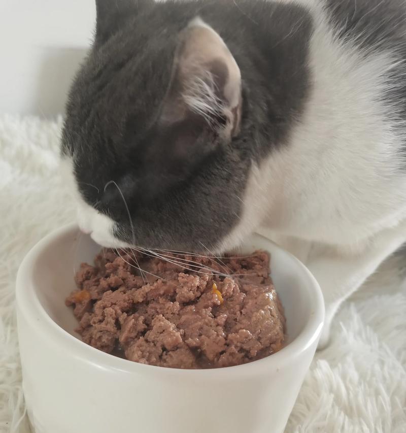 湿猫粮不能食用的原因是什么？
