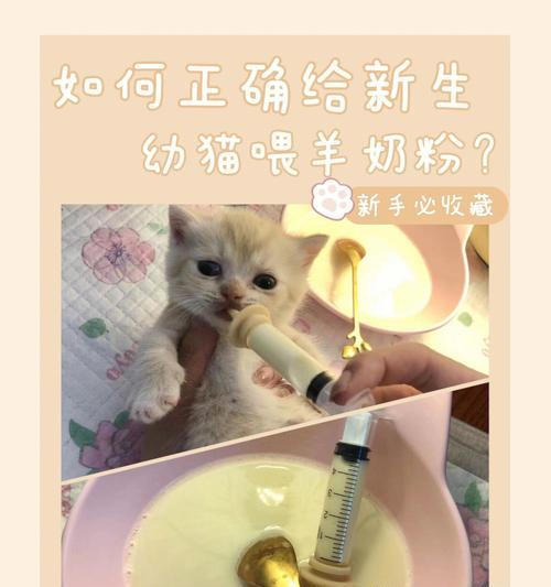 幼猫奶粉拌粮的正确喂法是什么？