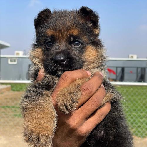德国牧羊犬的平均寿命是多久？如何延长寿命？