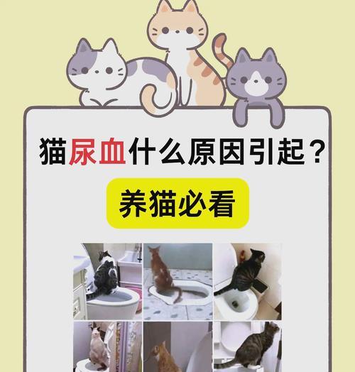 猫偷吃被打瘫痪的猫粮会有什么后果？如何预防这种情况？