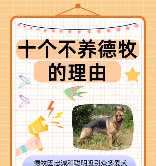 德牧终身繁育证书需要多少钱？申请流程和费用详情？