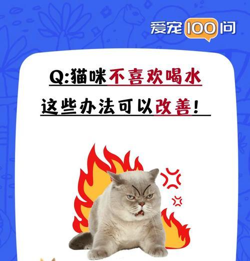 猫咪只喝水不吃猫粮是为什么？