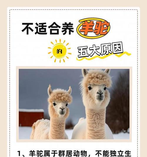羊驼竖起耳朵代表什么？羊驼耳朵动作的含义是什么？