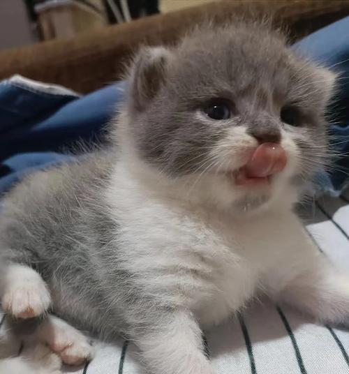 小猫喝羊奶不吃猫粮怎么回事？是否需要更换食物？