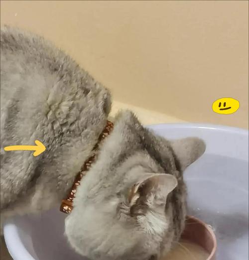 小猫喝羊奶不吃猫粮怎么回事？是否需要更换食物？