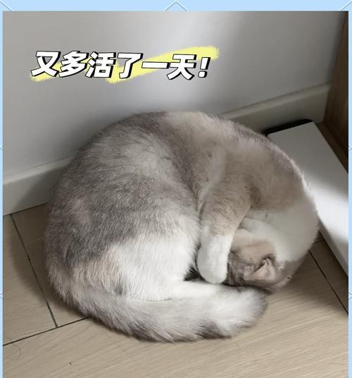 频繁更换猫粮导致猫咪拉稀怎么办？如何调整饮食？