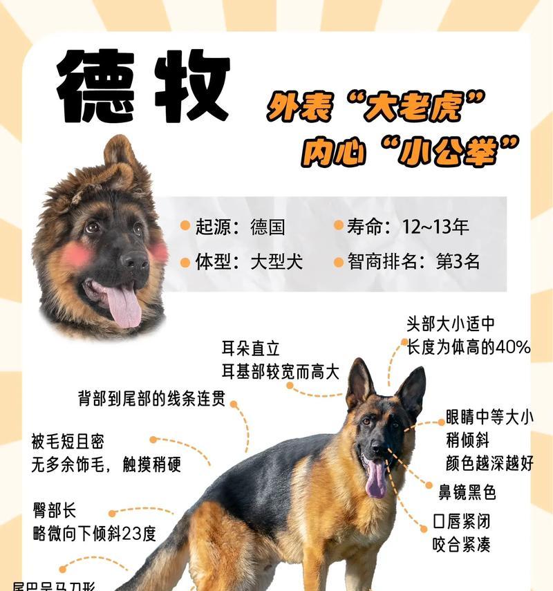 德牧让人量体温多少度好？如何正确测量德牧的体温？
