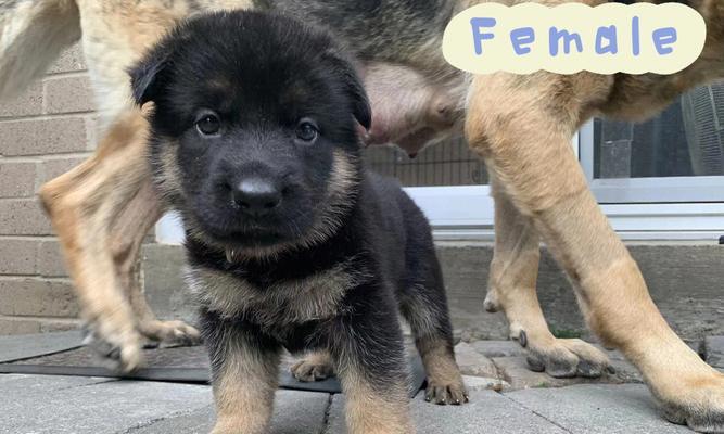 德牧小狗每天需要多少奶粉？如何正确喂养德牧幼犬？