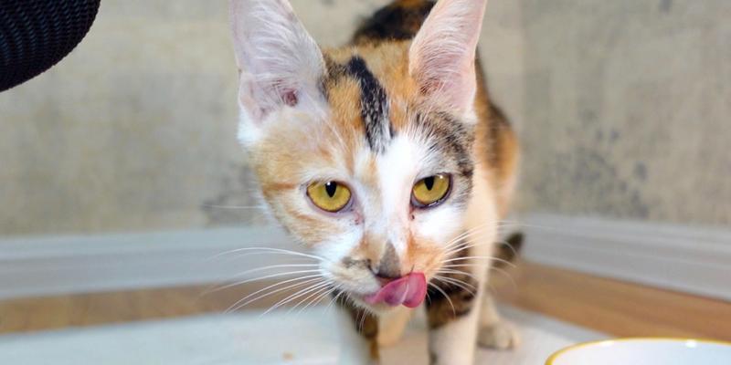 打碎猫粮喂食未满月小猫会有何影响？