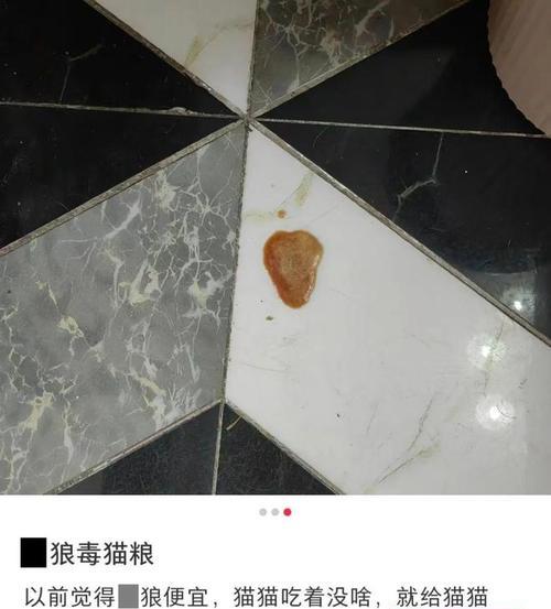 打碎猫粮喂食未满月小猫会有何影响？