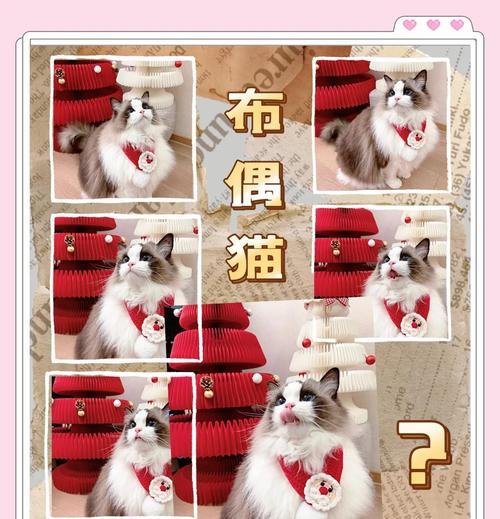 流浪布偶猫吃猫粮后呕吐怎么处理？