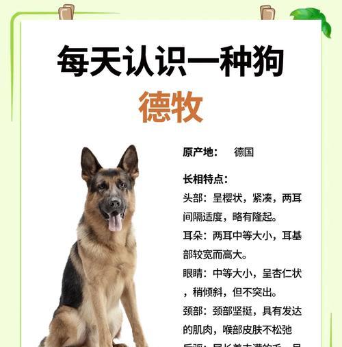 德牧犬每月能赚多少钱？养德牧犬的经济效益如何？