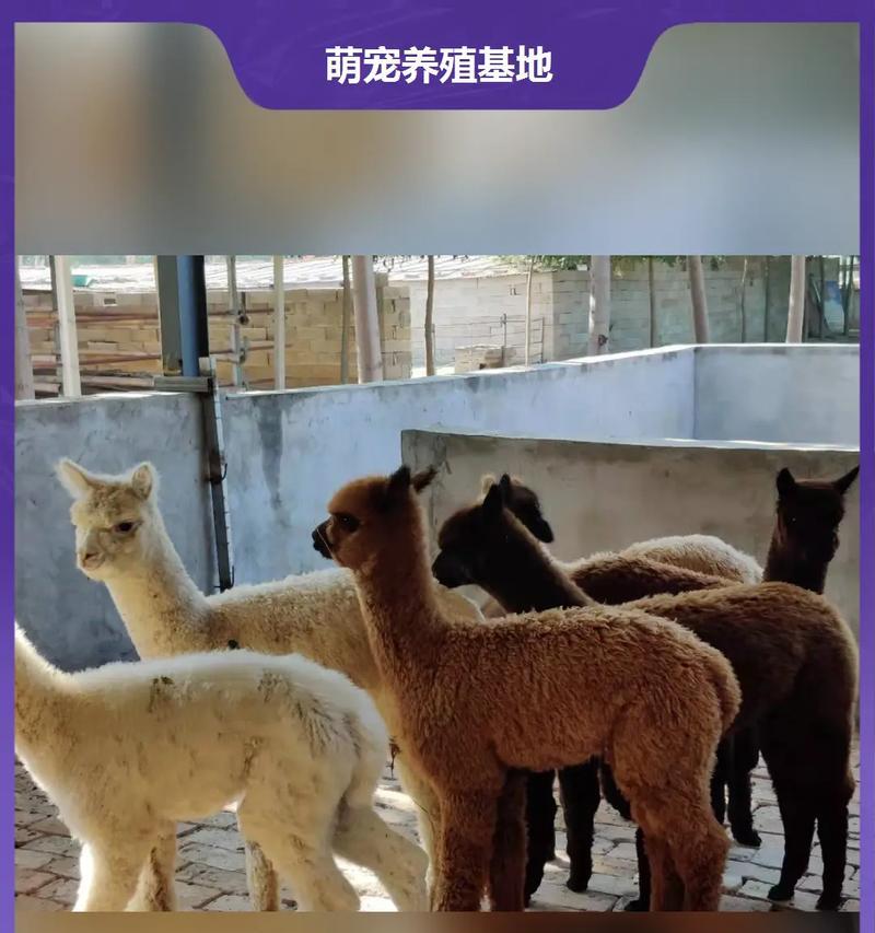 羊驼染色技术适用于梅花鹿吗？原因是什么？