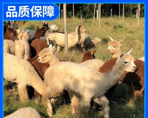 羊驼染色技术适用于梅花鹿吗？原因是什么？