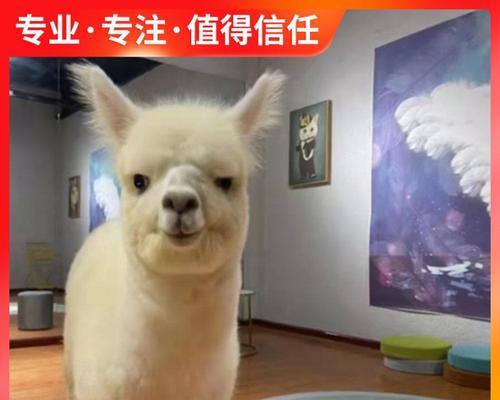 羊驼染色技术适用于梅花鹿吗？原因是什么？