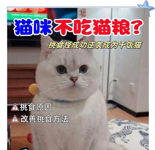 小猫不吃猫粮怎么办？如何训练小猫适应猫粮？