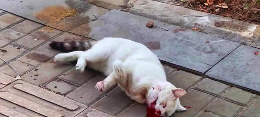猫咪吐粮并吐血是什么原因？应该给予什么药物治疗？