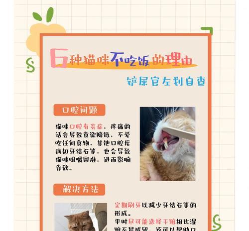 猫咪偏爱罐头不吃猫粮怎么办？如何调整饮食习惯？