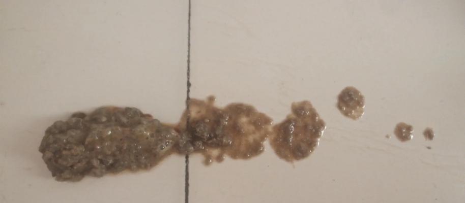 猫咪呕吐猫粮但精神状态良好是什么原因？