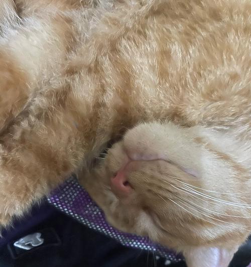 流浪猫不适应猫粮怎么办？如何让它适应？