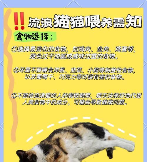 流浪猫不适应猫粮怎么办？如何让它适应？