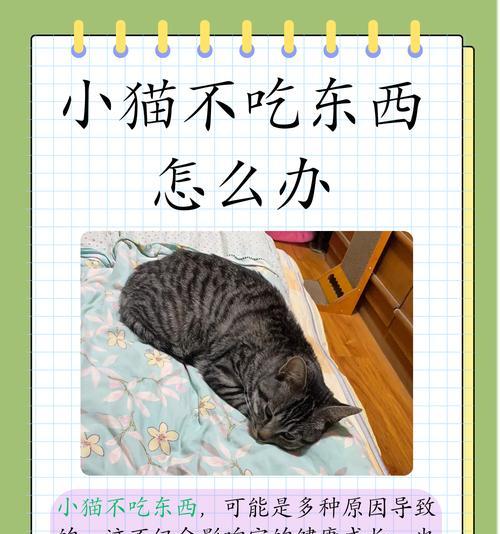 聪明的猫咪偷吃猫粮应如何应对？