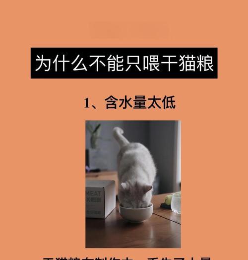 聪明的猫咪偷吃猫粮应如何应对？