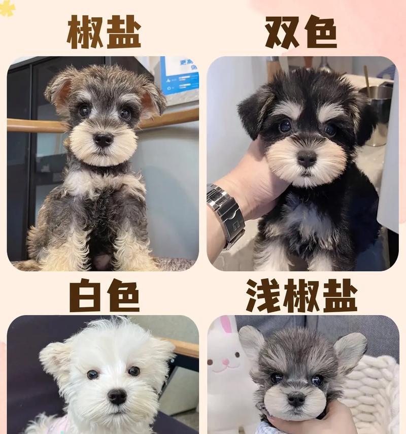 雪纳瑞米奇耳造型多少钱？如何选择造型师？