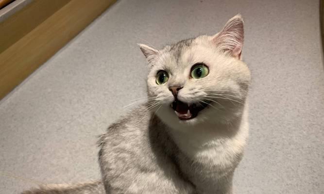猫砂中出现猫粮的原因是什么？