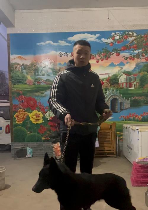山东纯种黑德牧价格多少？购买时应注意哪些事项？