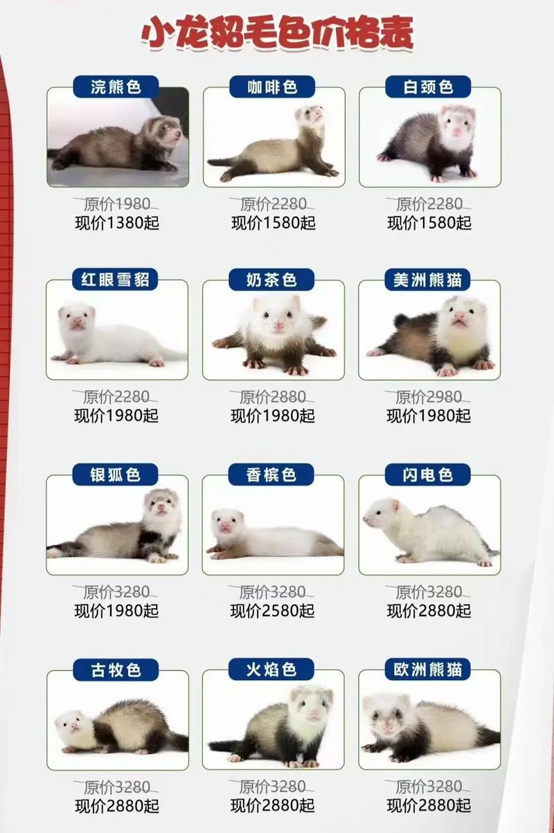 安格鲁貂食用猫粮为何会导致严重后果？正确的喂食方法是什么？