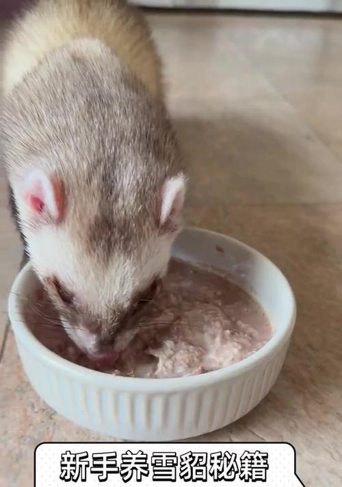 安格鲁貂食用猫粮为何会导致严重后果？正确的喂食方法是什么？
