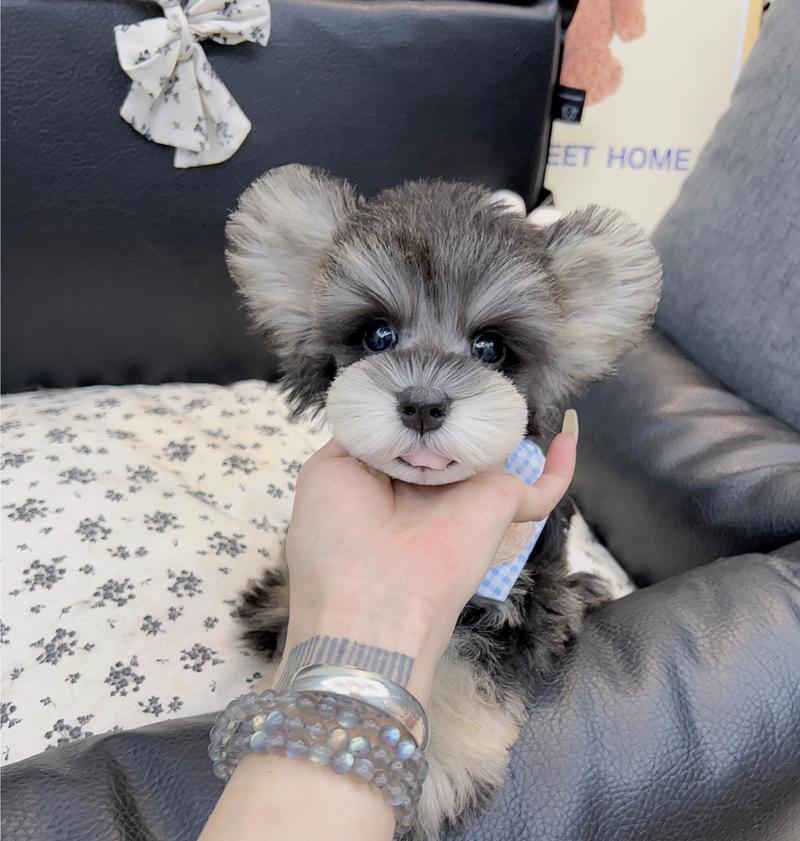 雪纳瑞中型犬的价格是多少？
