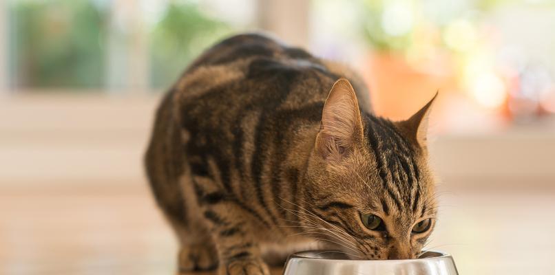 猫咪吃完猫粮后抛碗是什么行为？