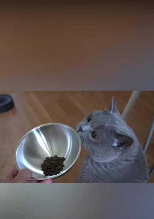 猫咪吃完猫粮后抛碗是什么行为？