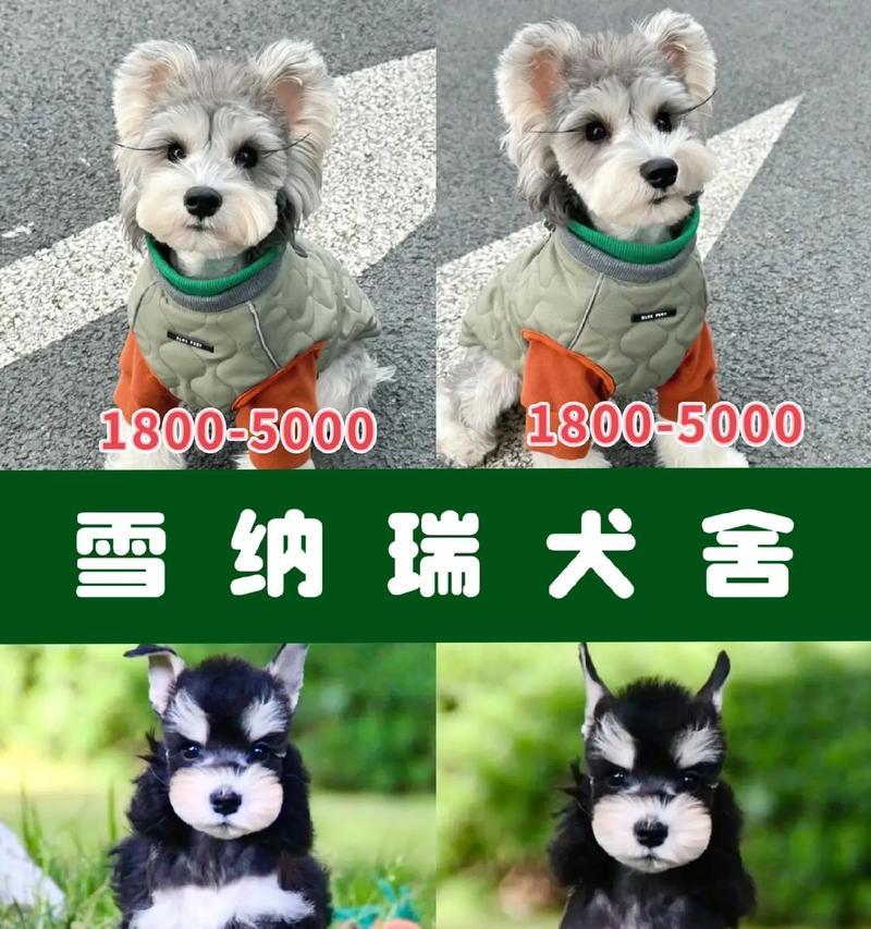 养雪纳瑞犬的月均开销是多少？雪纳瑞犬的日常费用包括哪些？