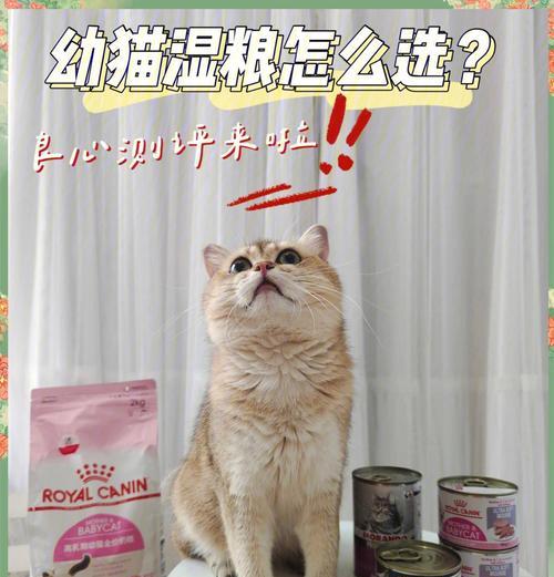如何提升湿粮对猫的吸引力？有哪些增加味道的小技巧？