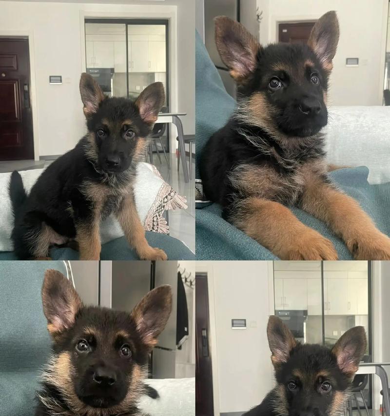 两个月的小德牧该喂什么狗粮呢？如何选择适合的幼犬粮？
