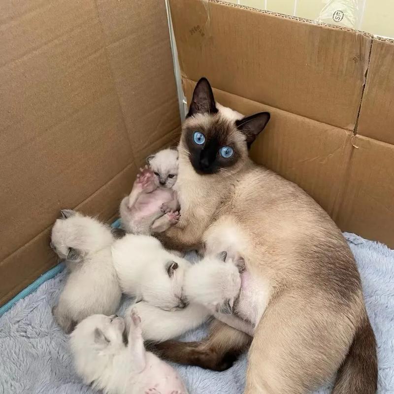 暹罗猫吐泡沫是猫粮问题吗？