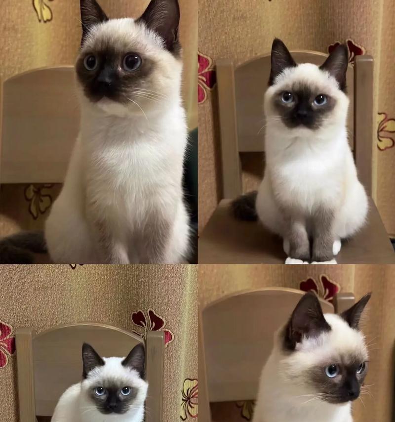 暹罗猫吐泡沫是猫粮问题吗？