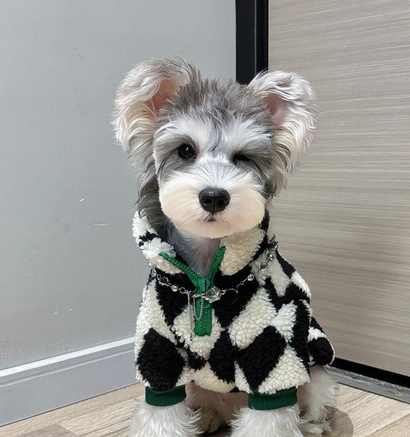 东北雪纳瑞犬的售价是多少？